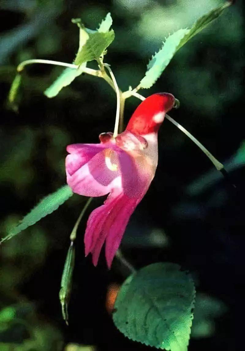 万年古花,9000年开一朵,震撼世人,极其罕见!见过一朵算你牛!