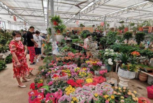 市民|崂山枯桃花卉市场：市民周末“采”花忙