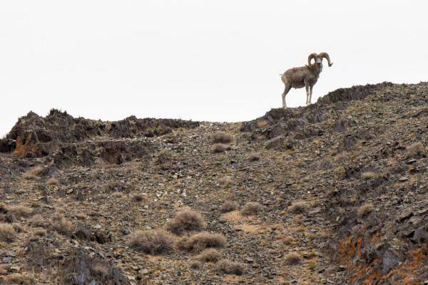 自然保护区|这一幅幅生命的画卷，好美！