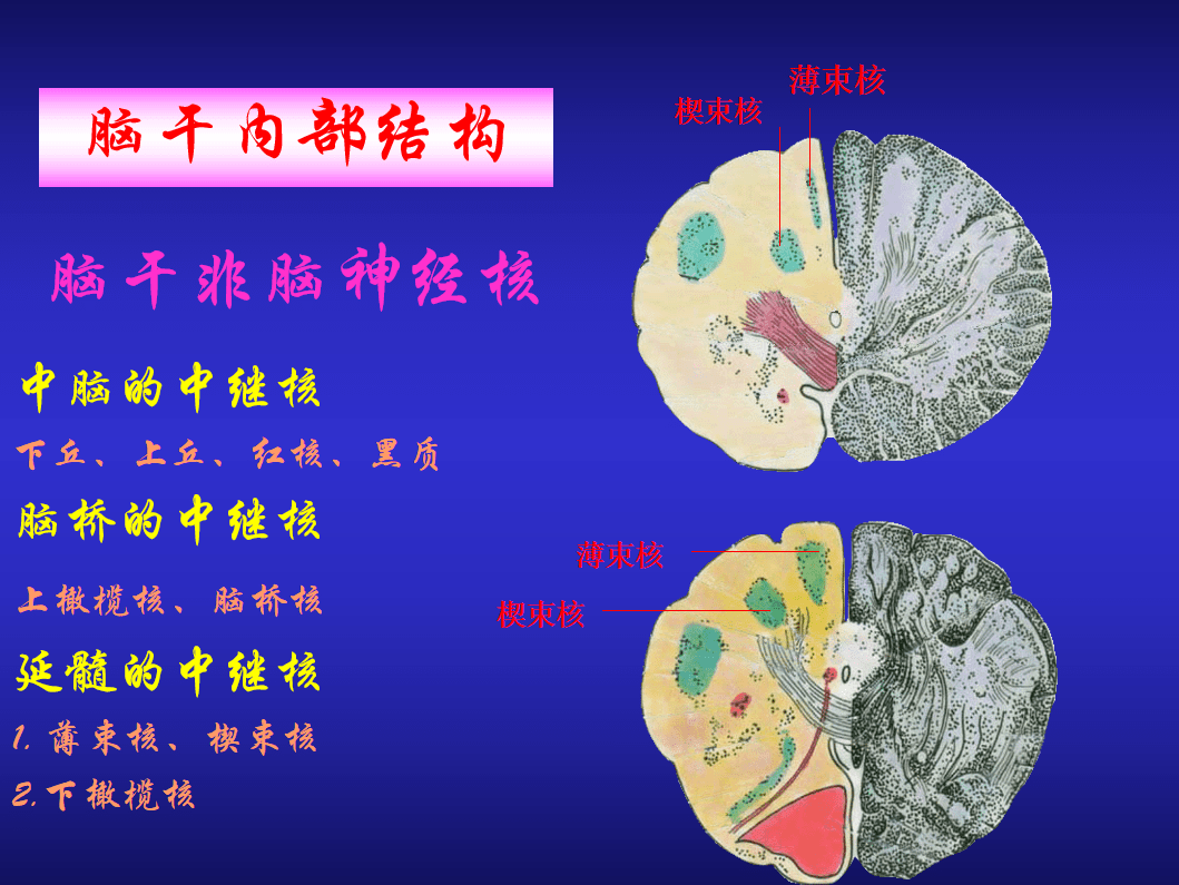 各位朋友们,大家好,还记得之前给大家分享了脑干的脑神经核与非脑神经