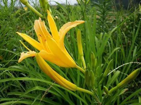 婆婆丁图片及识别方法 32d3d6c19b5b4140b2163e53d0d8620e.jpeg