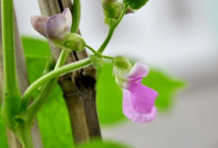 豆角容易落花结荚少