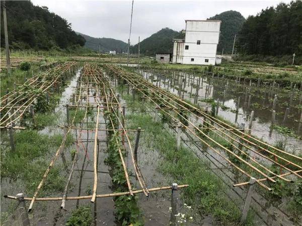 天气|本周强降雨继续！贵州将防汛四级应急响应提升至三级，注意防范这些灾害