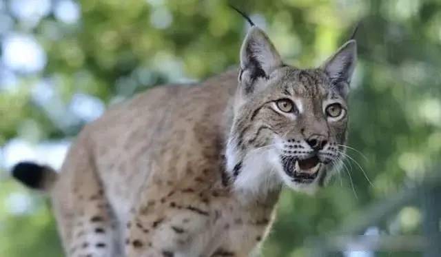 动物凶猛排名_凶猛动物图片