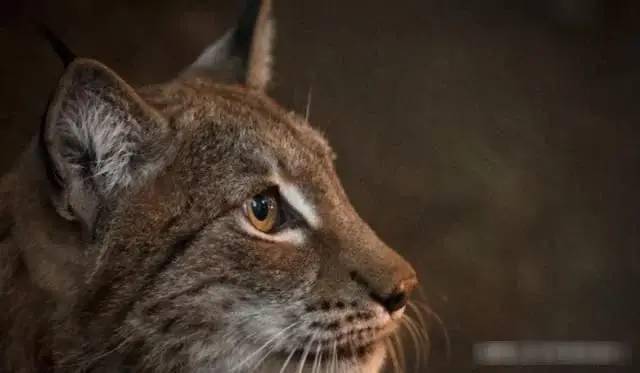 动物凶猛排名_凶猛动物图片