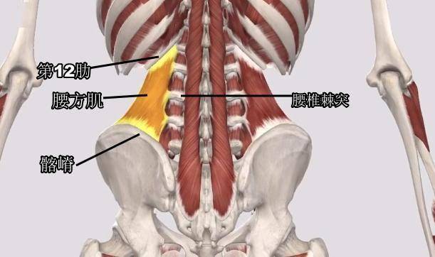 确切来说,腰方肌附着于上侧的第12肋骨,下侧的髂嵴以及内侧的下5块