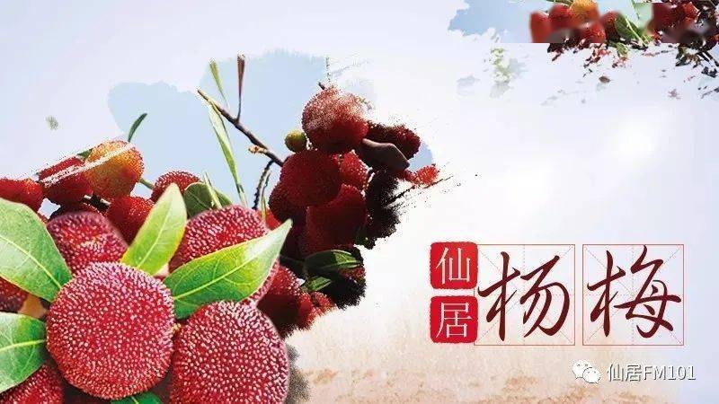 不久"人间仙居·云上仙梅"2020年第23届中国·仙居杨梅节新闻发布会上