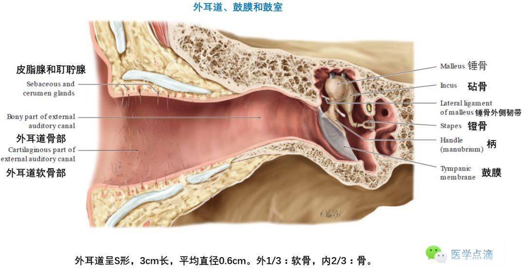 外耳道,鼓膜和鼓室耳廓感觉神经支配淋巴引流与区域淋巴结右耳廓动脉