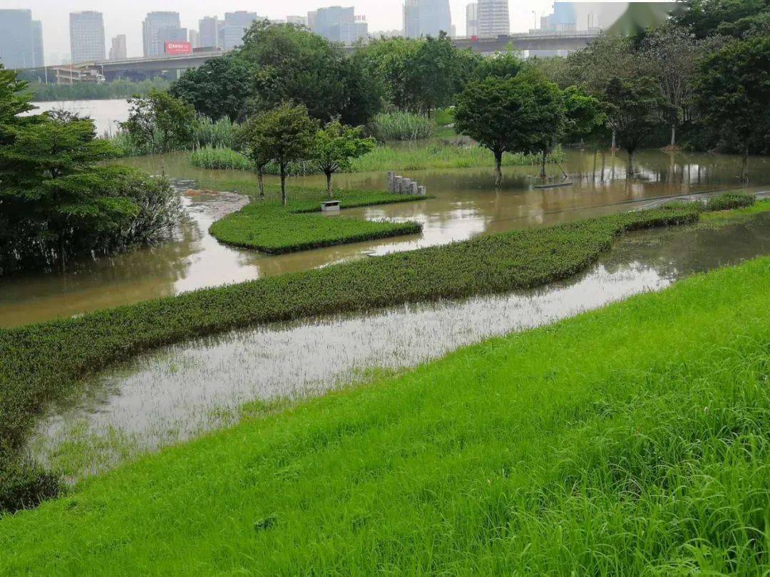 禅城区内紧邻东平河道的多个滨水公园 ▲东平河石湾湿地公园6月9日