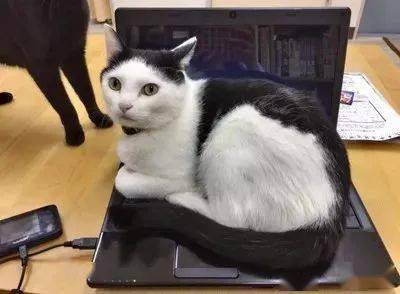 猫咪救援现场 9a49401c31324ece85b18b70ebfea88a.jpeg