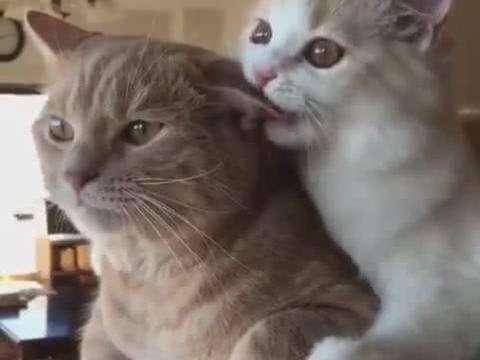 怎么才能让母猫不叼孩子 194928270ed34fa79a4648811a0b3858.jpeg