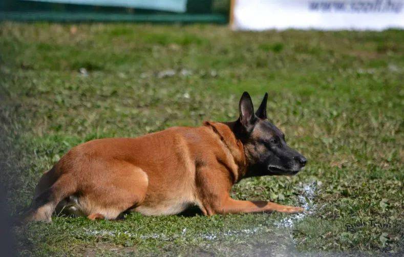 代马犬的价格一只买到了两三万甚至四五万,有的人大肆吹捧"老血"这