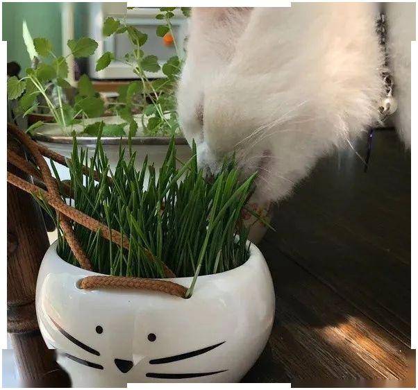 养猫家里能养的植物 43f5880e433b48a1b7c2fd4dac77d9a4.jpeg