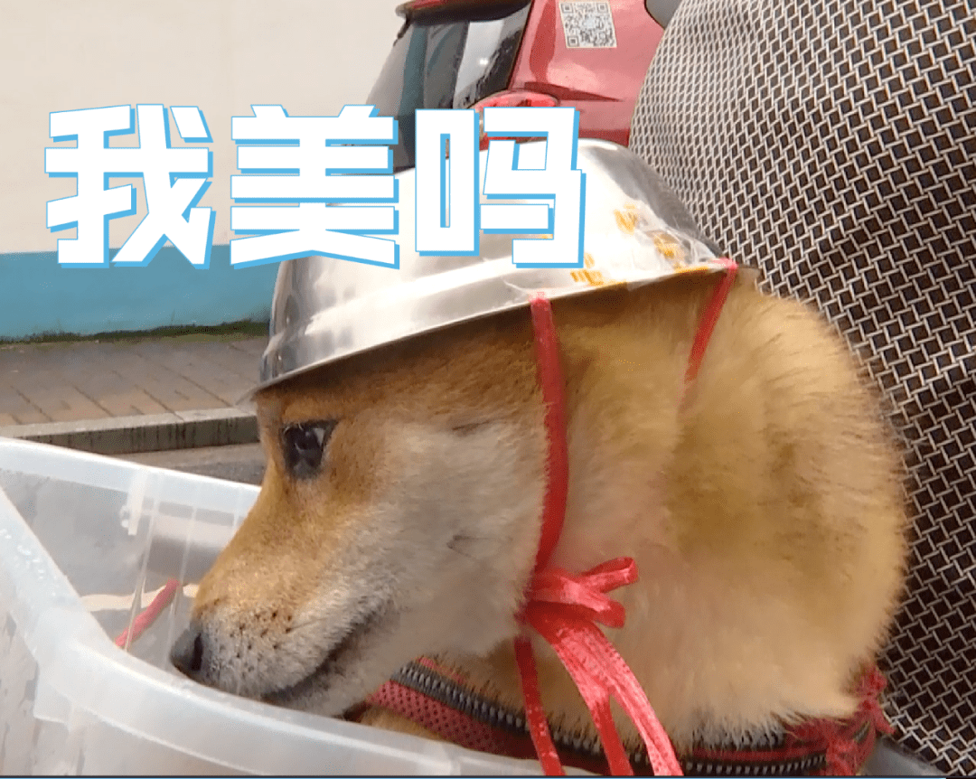 大爷骑车给狗子戴自制头盔,网友: