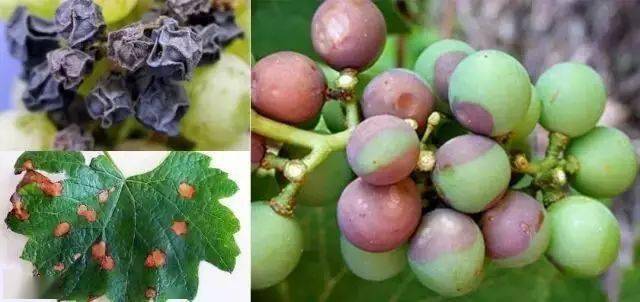18种葡萄常见病害图谱及防治措施