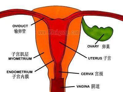 子宫腺肌症是什么病种 a89e7a036cee4508abb0c9f0d376ed9c.jpeg