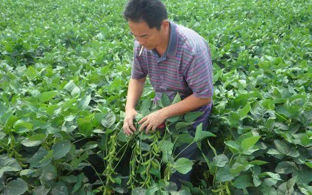农民在施用硼肥用时需要注意这几点，教会你正确施用硼砂