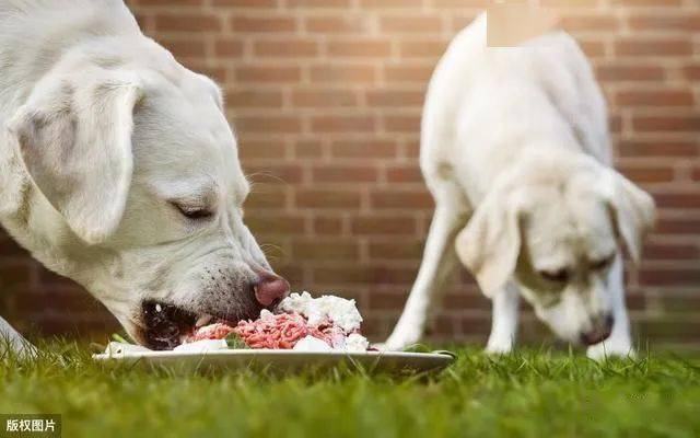 如何给狗狗喂狗粮 c8dc507ee9494e6bb1cbe651df247037.jpeg