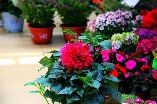 好养活的花卉植物推荐 d3e84c7ae194458d802a1050b9c1a228.jpeg