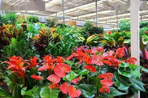 好养活的花卉植物推荐 da998d8e7032422e908e67f7229ec05a.jpeg