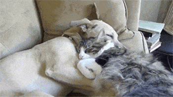 怎么抱小猫咪才舒服 4f9cbcd775204f8cbc3b732f69c4185d.gif