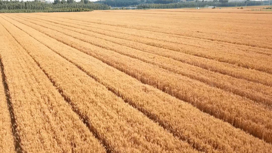 小麦是什么季节收 a0ae6261071d44d5b20313640baaa98f.png