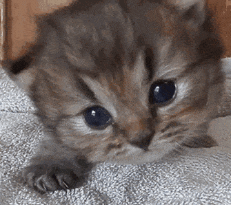 b88d11643a6f43c0bdcc9fd8ac9e7e57.gif