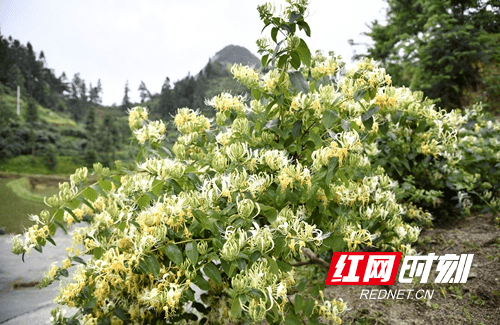 隆回农民育苗专家邹代旭育岀"金银花王"