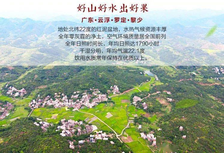 村播荔笑百名网红直播带货罗定市首届荔枝节明天开锣