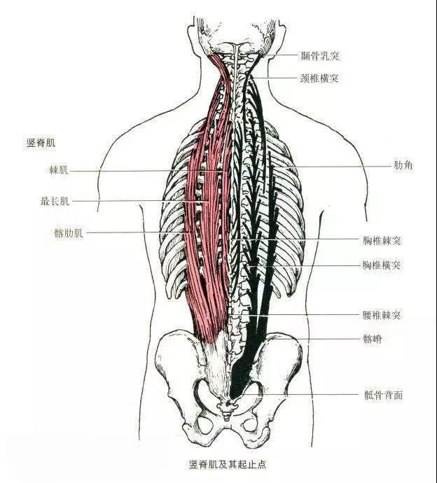 5,胸大肌