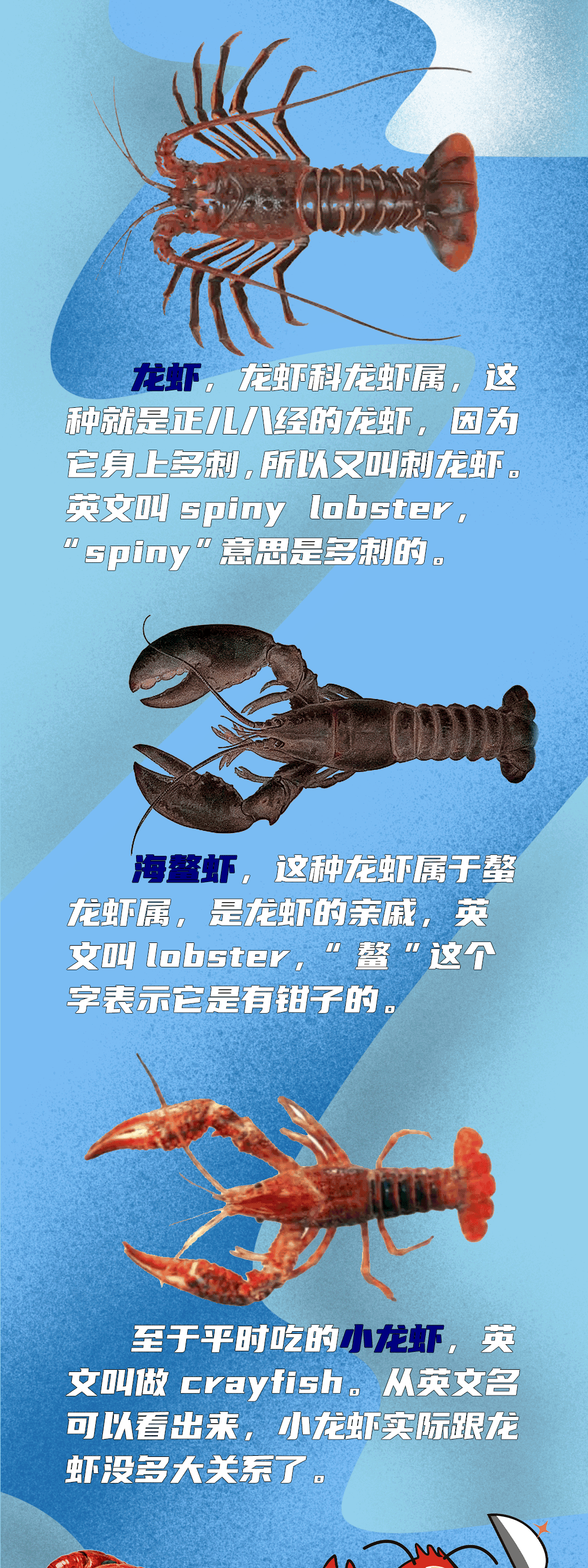 海洋大百科海底贵族龙虾