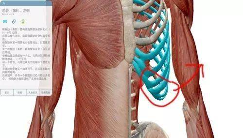 影响美观 肋骨向外扩张,你的胸腔也会随之向外扩张,上腹会越来越大