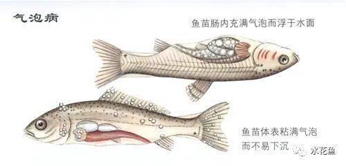 鱼病的肉眼快速诊断根据患病部位特征和病原种类的不同来判断鱼病