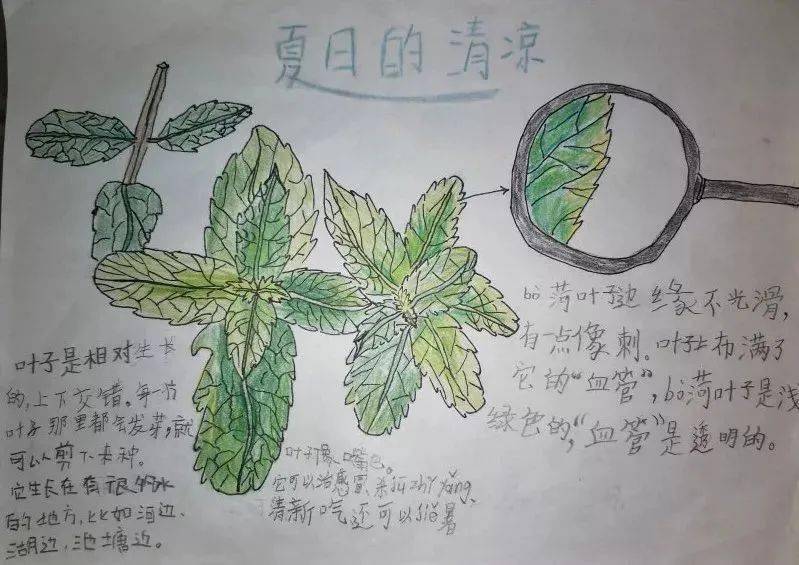 赤山湖自然笔记大赛 ∣ 这个夏天,让记录大自然成为孩子们的日常