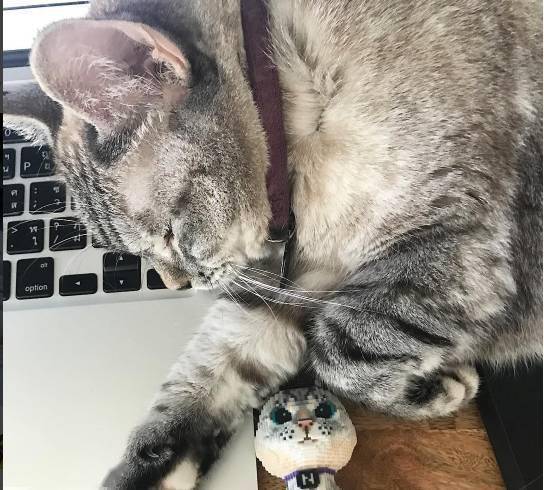 一招判断猫咪"假怀孕!分享涨姿势