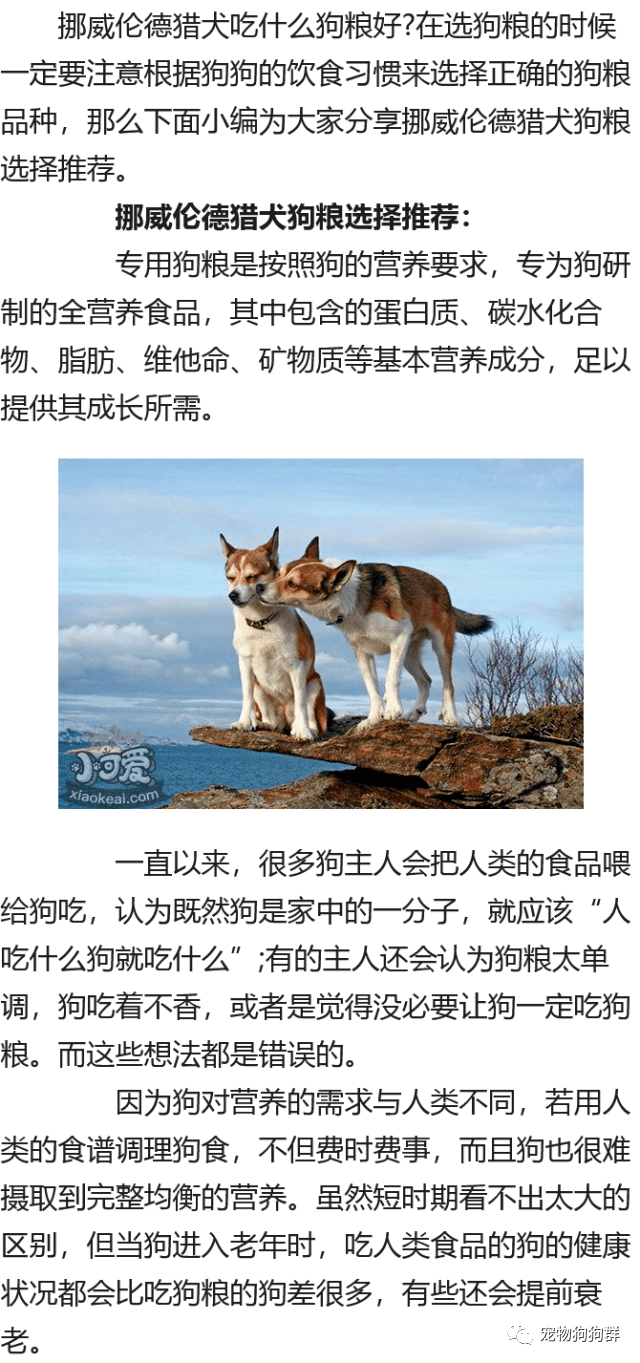 挪威伦德猎犬吃什么狗粮好 挪威伦德猎犬狗粮选择推荐