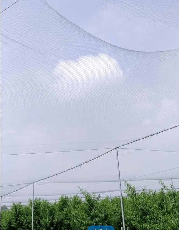 去年,梁联华和承租伙伴在宝应农业部门的指导下,安装了这些防鸟网,有