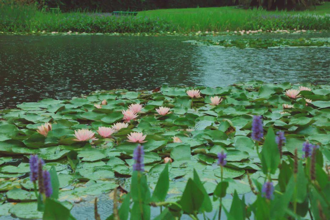 睡莲和荷花你分得清楚吗?上海植物园"花中睡美人"悄然