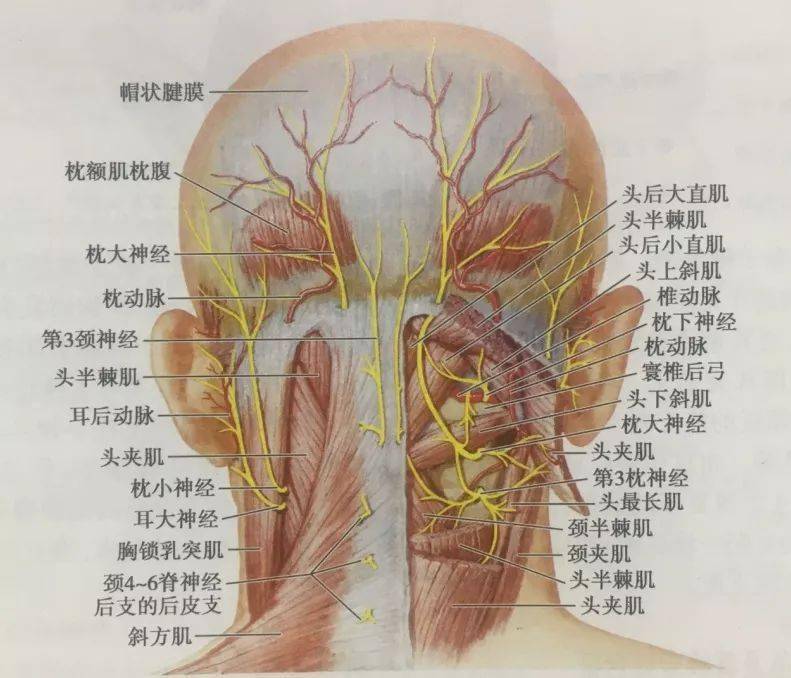 枕大神经损伤症状:起自枕部并向头顶放散至前额的单侧头痛.
