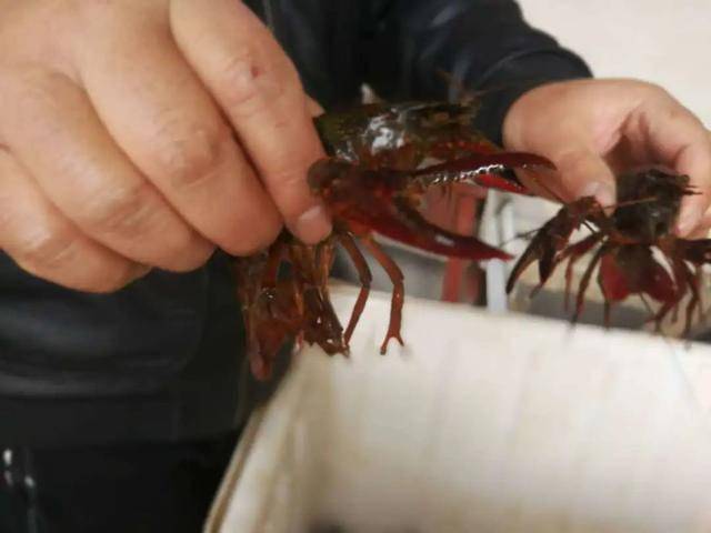 小麻村人口_人口普查(2)