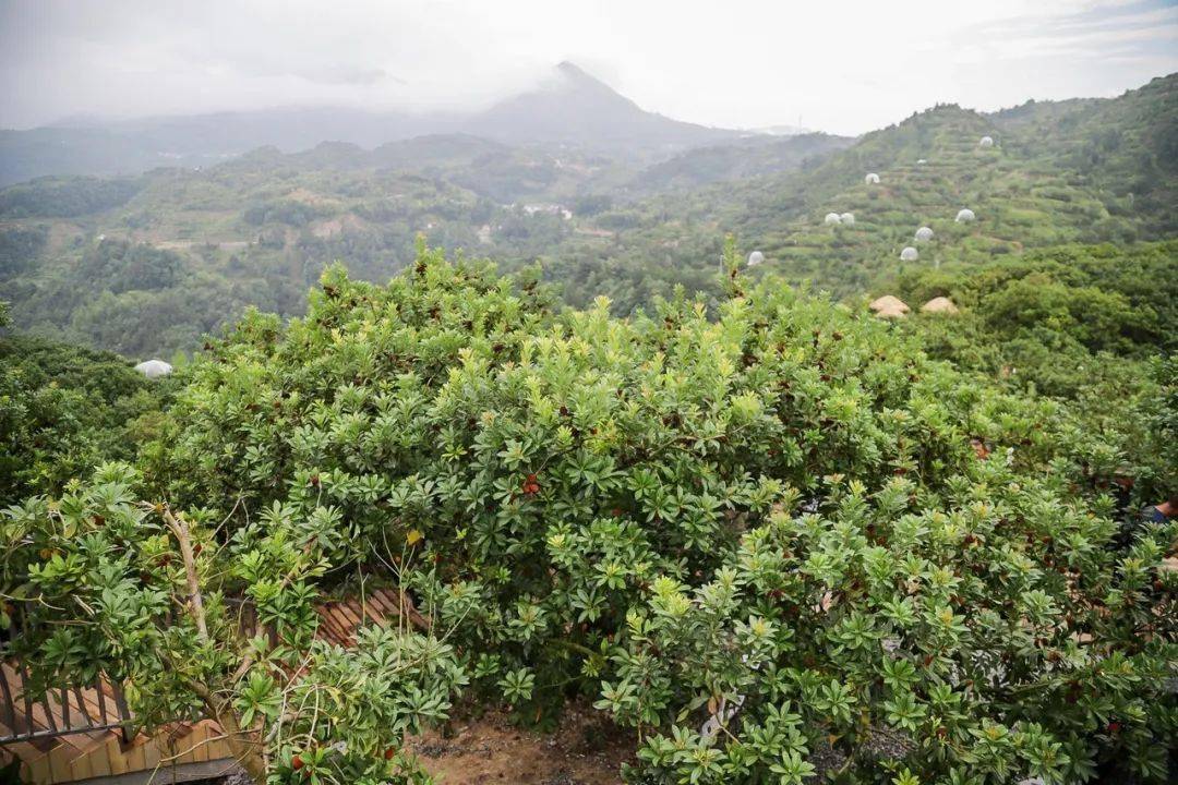 人可带走5斤,12岁以下免费 文成县 珊溪镇为文成县最大的杨梅种植乡镇