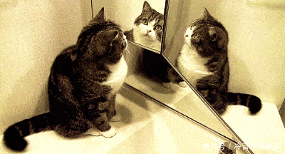 猫咪照镜子都有哪些奇葩反应?最后一个我能笑一天