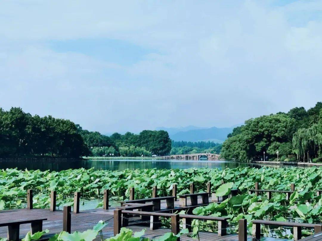 金菁 摄 待到西湖里的夏荷相继盛开,荷香扑满整个景区,总能在夏日给