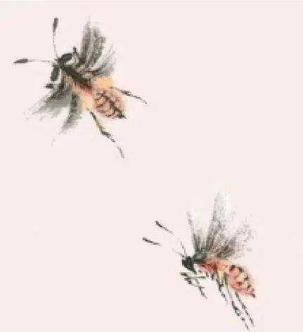 国画中蜜蜂,蝴蝶的画法示范