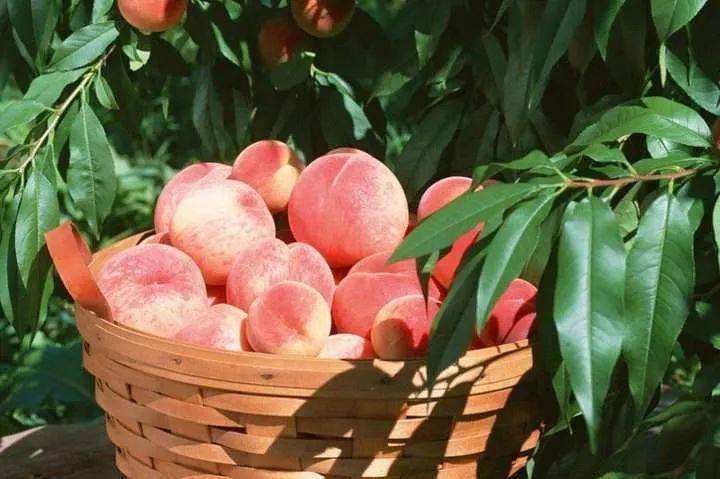 梦回桃源，解读梦见桃树结满桃子的深层寓意