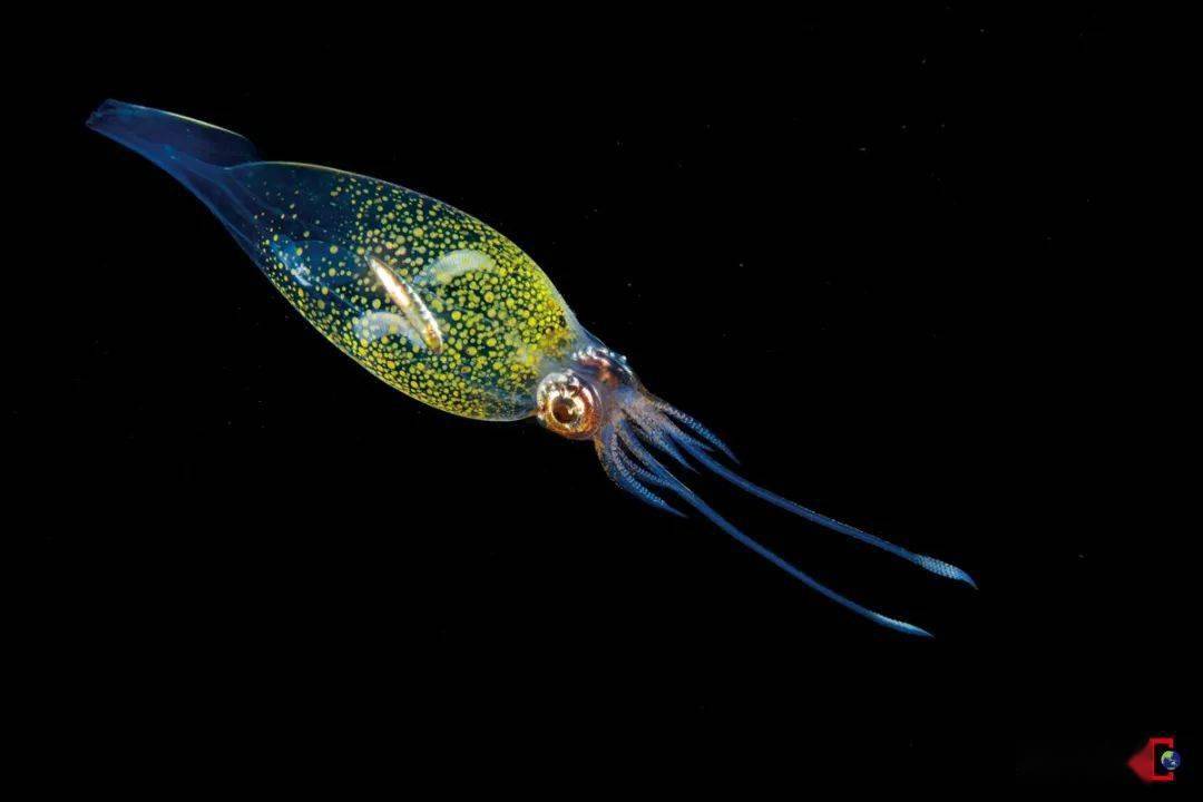 黑水摄影,揭秘海洋生物私生活_乌贼