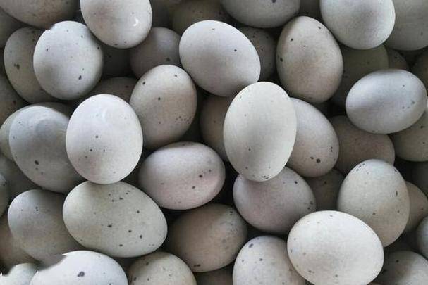 哪里买松花蛋 514d6f6e74ee4392bade86f57542bb0b.jpeg