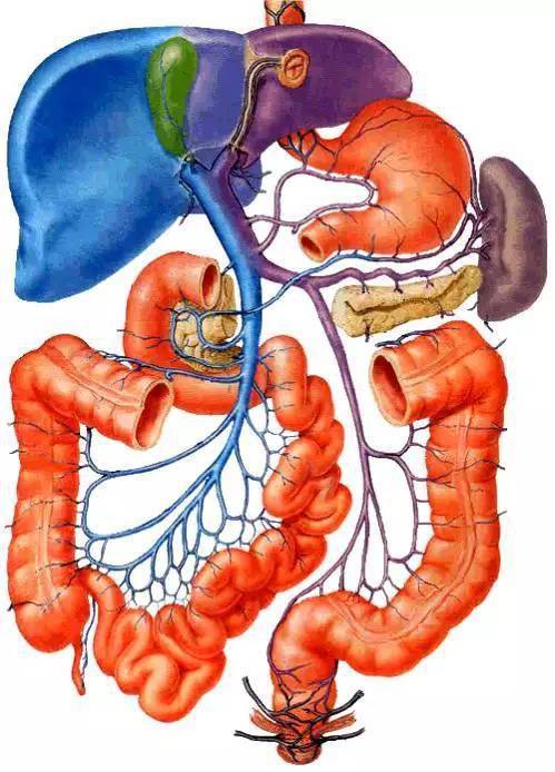组成 肝门静脉的属支主要有肠系膜上静脉,脾静脉,胃左静脉和肠系膜下
