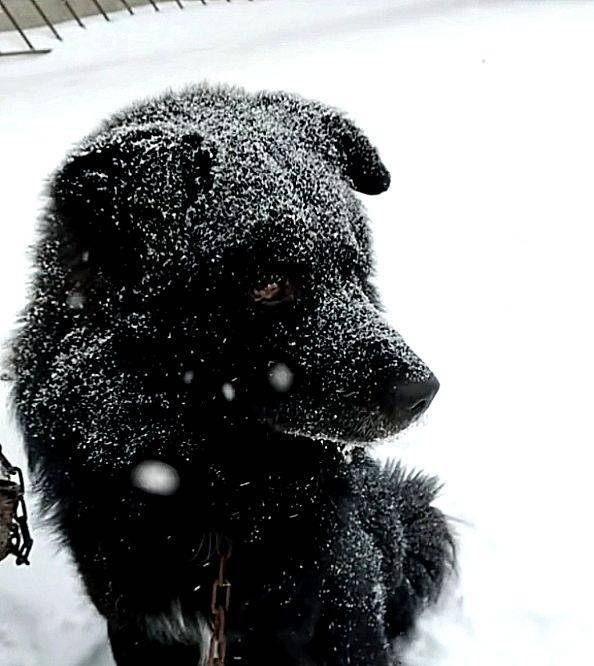 下雪天,主人不让狗狗进屋,狗狗在雪地冷得发抖身上沾满雪_手机搜狐网