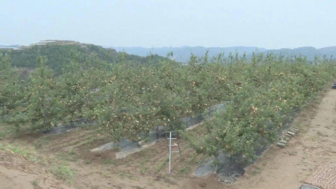 子长人口_子长煎饼